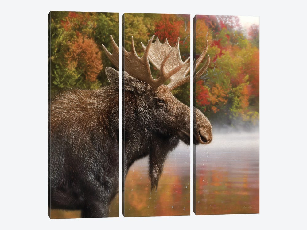 Autumn Moose by Collin Bogle 3-piece Canvas Print