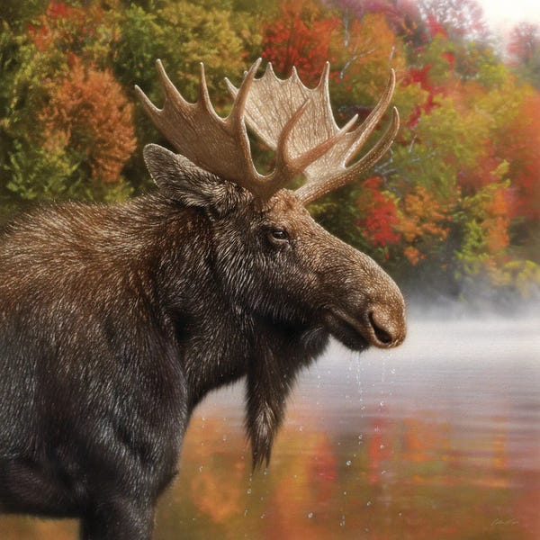 Collin Bogle: Autumn Moose by Collin Bogle