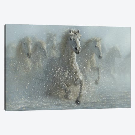 Running Wild - White Horses Canvas Print #CBO196} by Collin Bogle Canvas Wall Art
