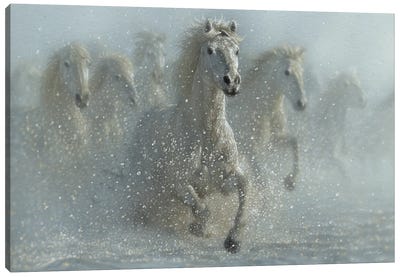 Running Wild - White Horses Canvas Art Print - Collin Bogle