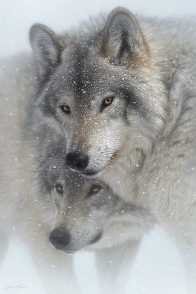 Wolves: Wild Devotion - Gray Wolves by Collin Bogle