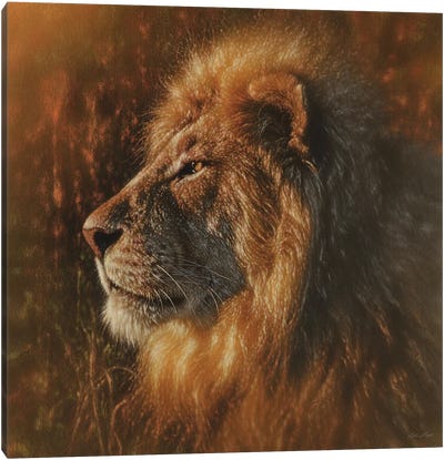 Sunbathing Lion - Square Canvas Art Print - Collin Bogle