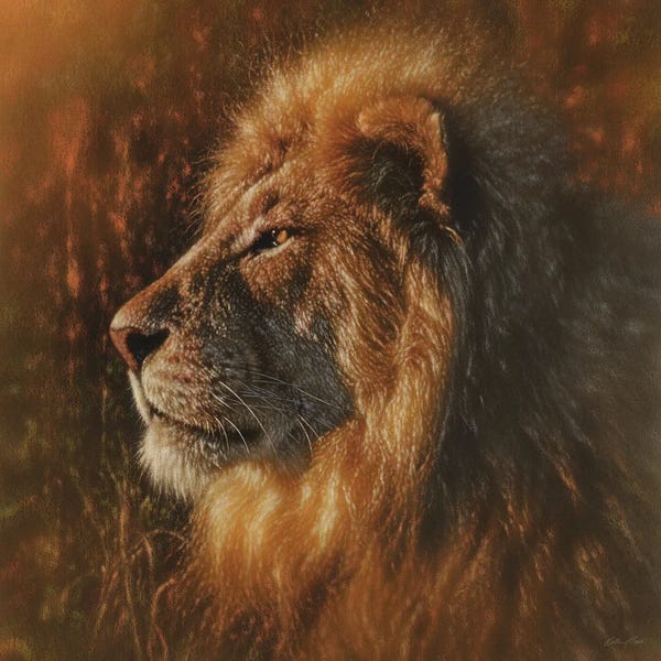 Collin Bogle: Sunbathing Lion - Square by Collin Bogle