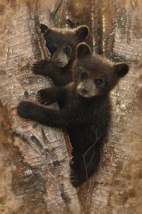 Curious Black Bear Cubs, Vertical by Collin Bogle wall art