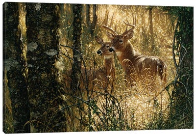 A Golden Moment - Whitetail Deer, Horizontal Canvas Art Print - Tree Art