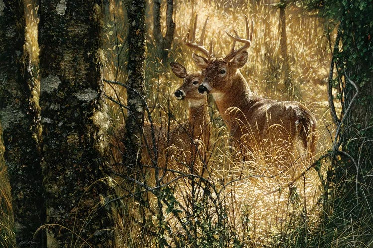 A Golden Moment - Whitetail Deer, Horizontal by Collin Bogle wall art