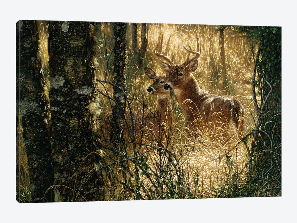 A Golden Moment - Whitetail Deer, Horizontal by Collin Bogle 1-piece Canvas Wall Art