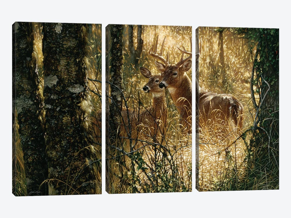 A Golden Moment - Whitetail Deer, Horizontal by Collin Bogle 3-piece Canvas Artwork
