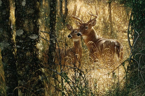 Deer: A Golden Moment - Whitetail Deer, Horizontal by Collin Bogle