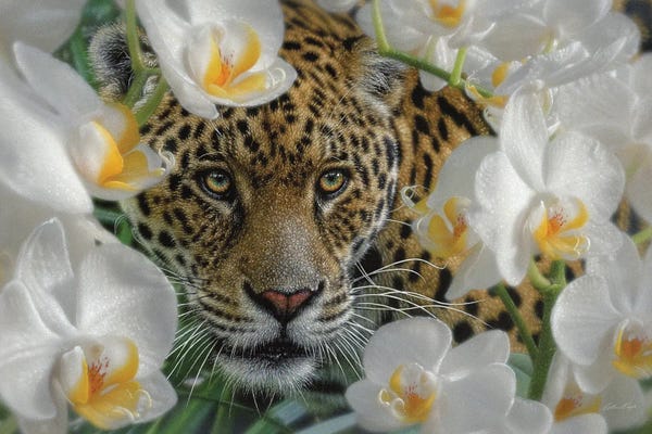 Collin Bogle: Orchid Oasis Jaguar by Collin Bogle