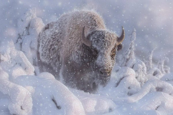 Collin Bogle: In Deep - Winter Bison by Collin Bogle
