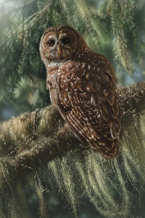 Silent Guardian - Spotted Owl