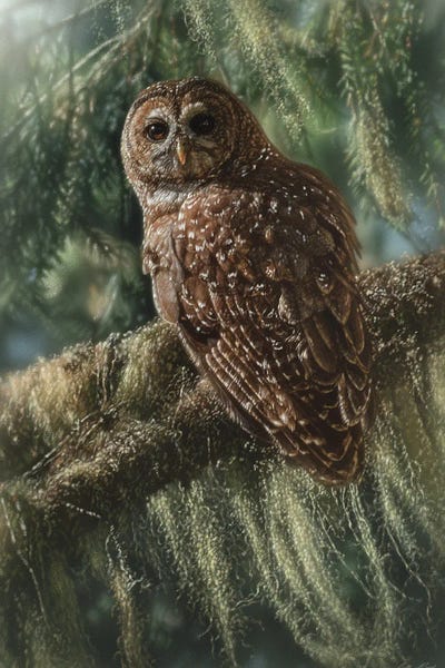 Collin Bogle: Silent Guardian - Spotted Owl by Collin Bogle