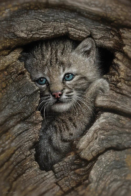 Hidden Wonder - Bobcat Kitten