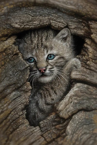 Collin Bogle: Hidden Wonder - Bobcat Kitten by Collin Bogle
