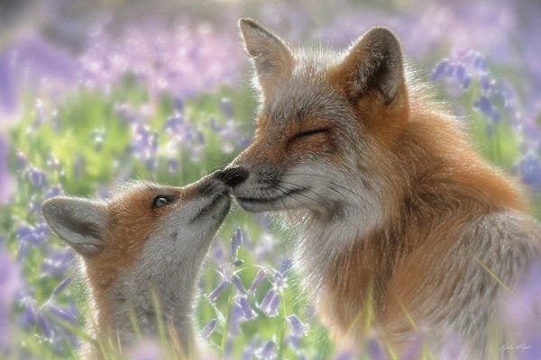 Baby Animals: Savored Moment - Red Fox Mother And Kit by Collin Bogle