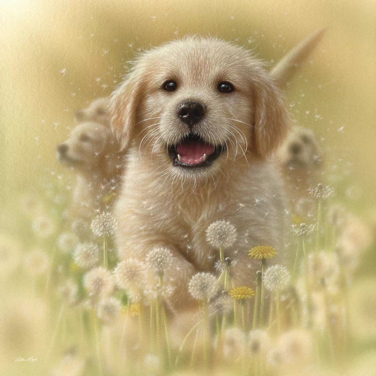 Dandelions - Golden Retriever, Square