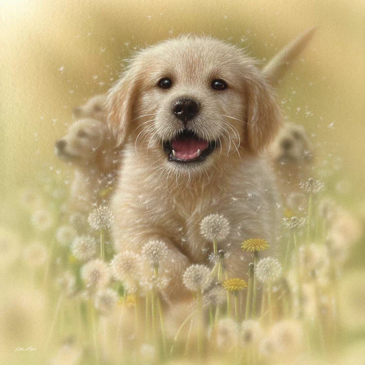 Dandelions - Golden Retriever, Square by Collin Bogle wall art