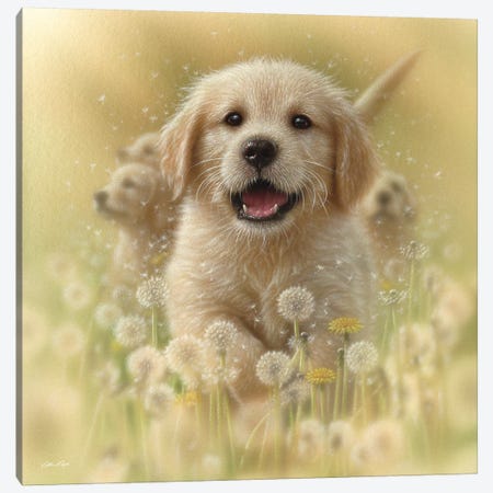 Dandelions - Golden Retriever, Square Canvas Print #CBO20} by Collin Bogle Canvas Art Print