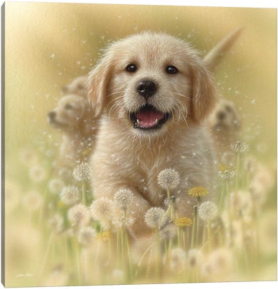 Dandelions - Golden Retriever, Square Canvas Art Print - Collin Bogle