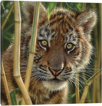 Tiger Cub Discovery, Square Canvas Art Print - Tiger Art