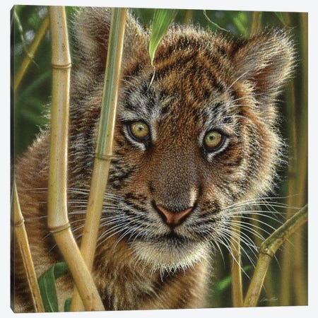 Tiger Cub Discovery, Square Canvas Print #CBO22} by Collin Bogle Canvas Art Print