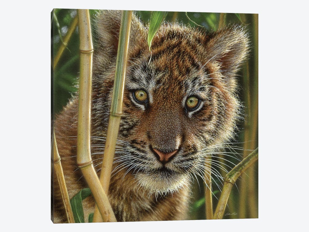 Tiger Cub Discovery, Square 1-piece Canvas Art Print