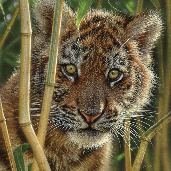 Tigers: Tiger Cub Discovery, Square by Collin Bogle