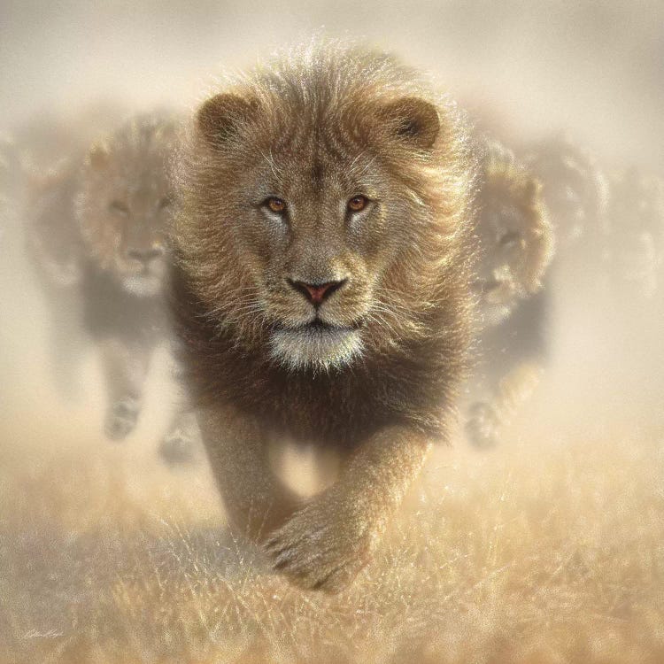 Eat My Dust - Lion, Square by Collin Bogle wall art