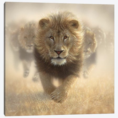 Eat My Dust - Lion, Square Canvas Print #CBO23} by Collin Bogle Canvas Art Print