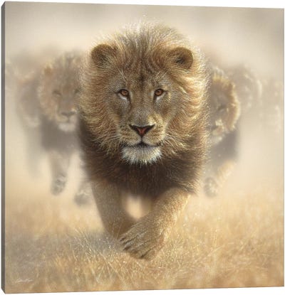 Eat My Dust - Lion, Square Canvas Art Print - Lion Art