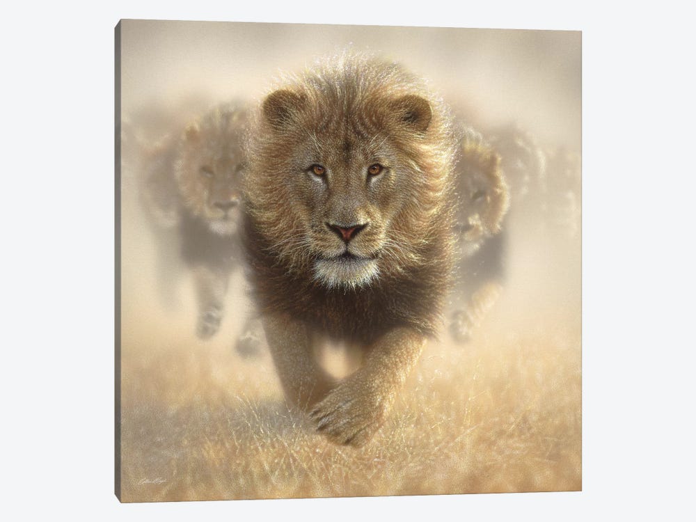 Eat My Dust - Lion, Square by Collin Bogle 1-piece Canvas Wall Art