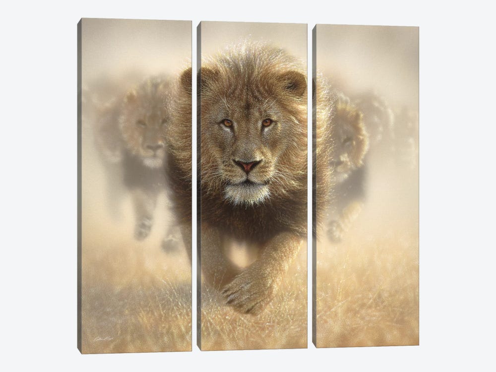 Eat My Dust - Lion, Square by Collin Bogle 3-piece Canvas Artwork