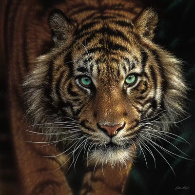 Eye Of The Tiger, Square by Collin Bogle acrylic art print