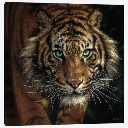 Eye Of The Tiger, Square Canvas Print #CBO25} by Collin Bogle Canvas Wall Art
