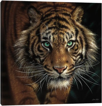 Eye Of The Tiger, Square Canvas Art Print - Collin Bogle