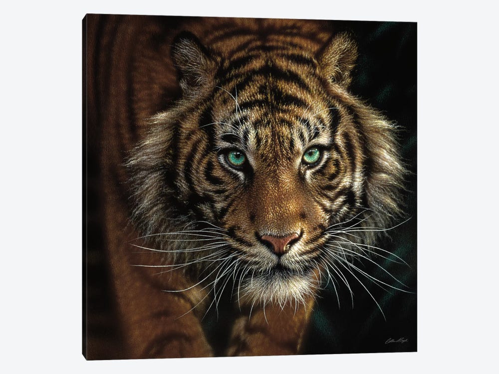 Eye Of The Tiger, Square by Collin Bogle 1-piece Canvas Wall Art