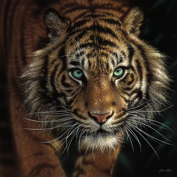 Tigers: Eye Of The Tiger, Square by Collin Bogle