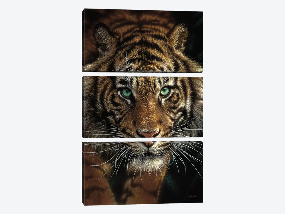 Eye Of The Tiger, Vertical by Collin Bogle 3-piece Art Print