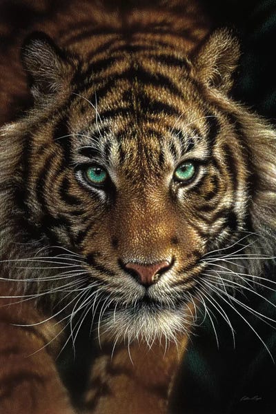 Tigers: Eye Of The Tiger, Vertical by Collin Bogle