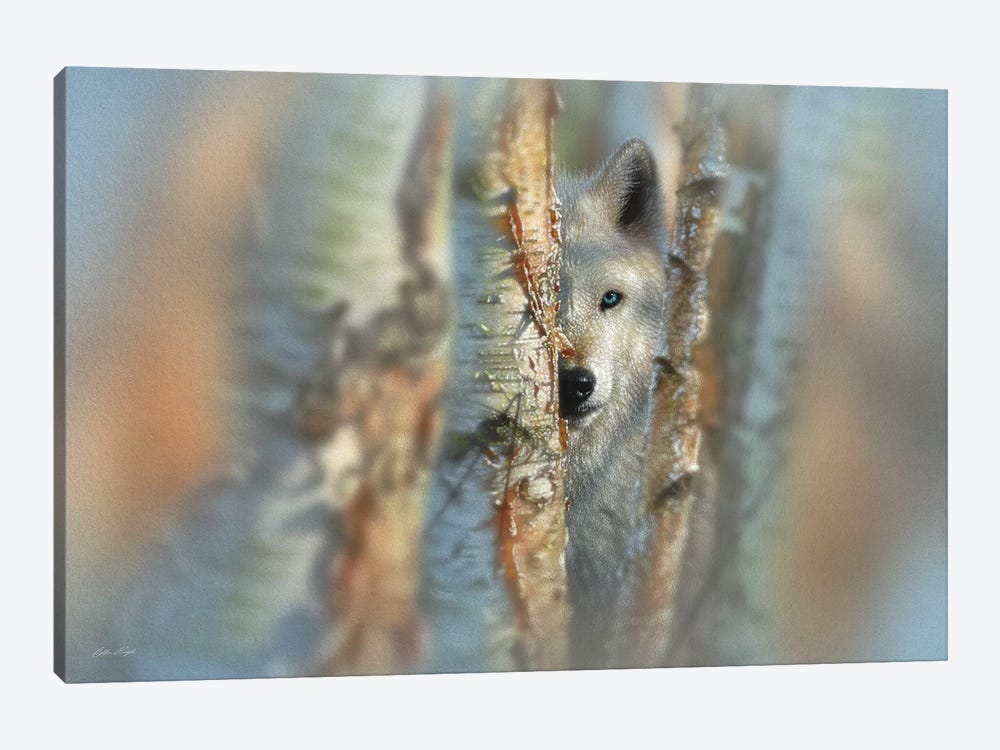 Focused - White Wolf, Horizontal Canvas Art by Collin Bogle | iCanvas