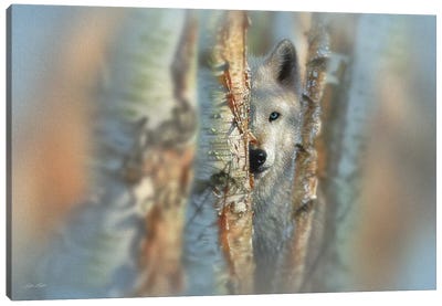 Focused - White Wolf, Horizontal Canvas Art Print - Aspen and Birch Trees