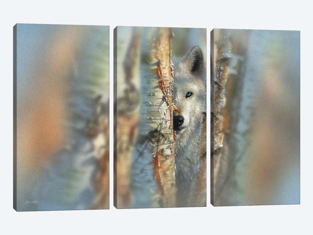 Focused - White Wolf, Horizontal by Collin Bogle 3-piece Canvas Print
