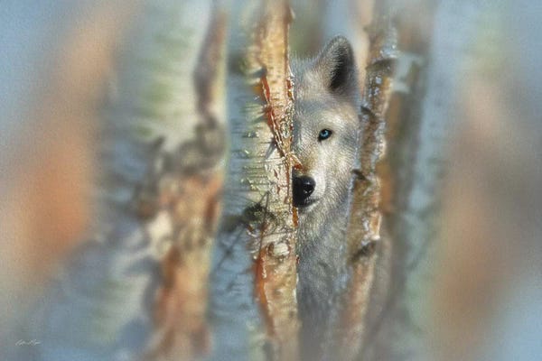 Wolves: Focused - White Wolf, Horizontal by Collin Bogle