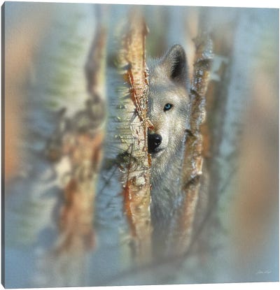 Focused - White Wolf, Square Canvas Art Print - Aspen and Birch Trees