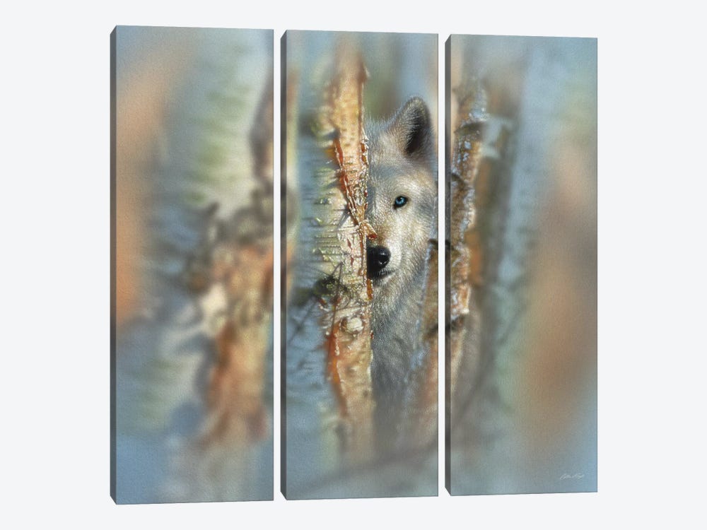 Focused - White Wolf, Square by Collin Bogle 3-piece Canvas Wall Art