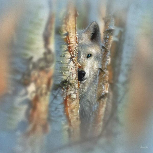 Wolves: Focused - White Wolf, Square by Collin Bogle
