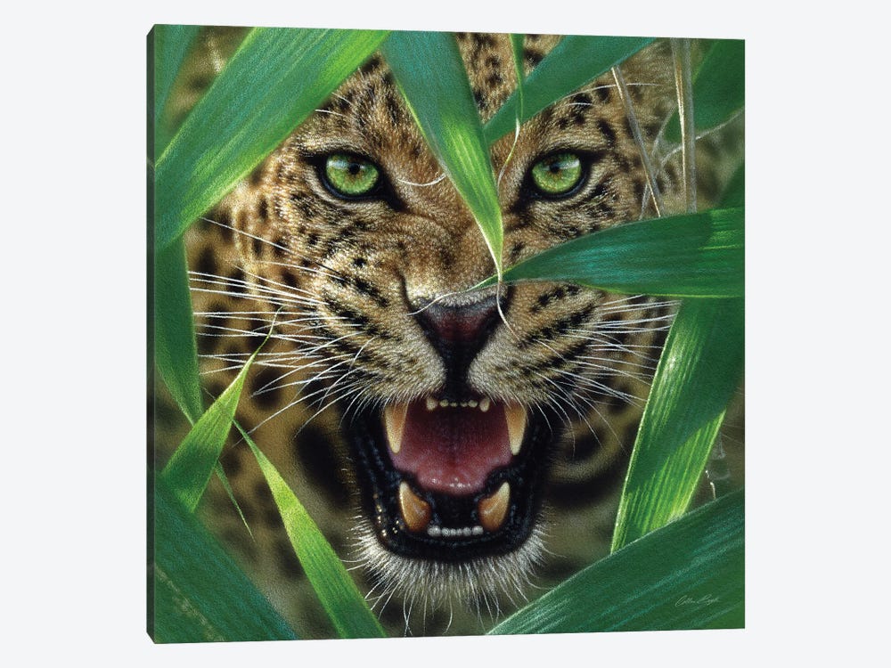 Jaguar Ambush, Square by Collin Bogle 1-piece Canvas Print