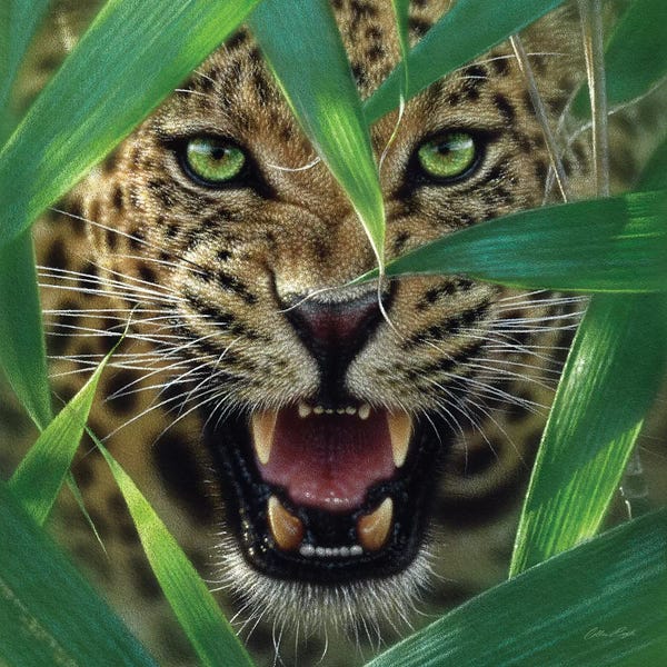 Collin Bogle: Jaguar Ambush, Square by Collin Bogle