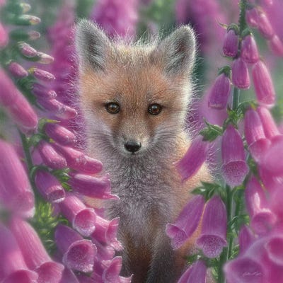 Foxgloves - Red Fox, Square by Collin Bogle acrylic art print